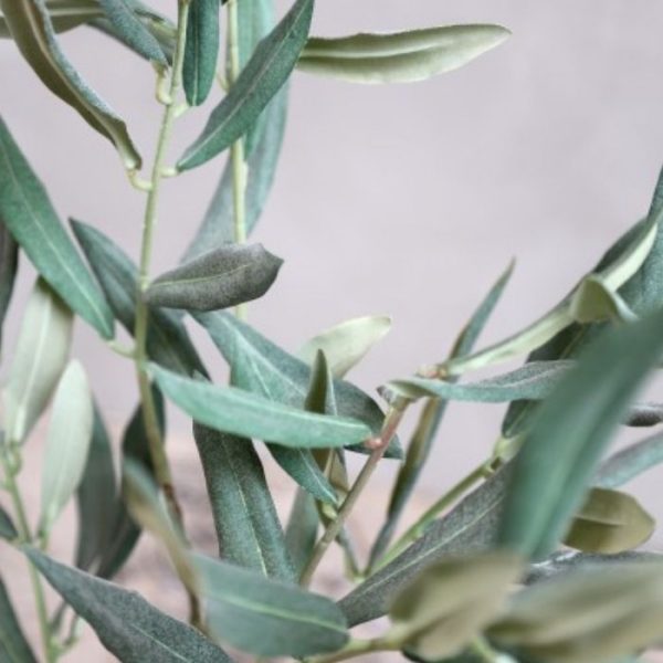 rama de olivo 4
